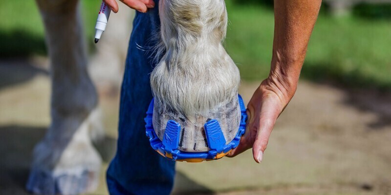 Специальные "ботинки" для лошадей, заменяющие стальные подковы и подушки, защищающие суставы животного