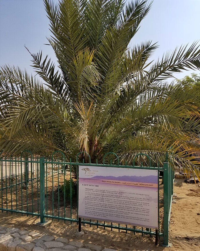 В Израиле растет древнейшая финиковая пальма, семена которой нашли в древнем сосуде в Израиле, датированном 155 годом до н.э. - 64 годом н.э.