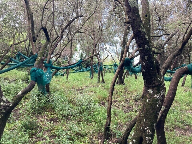 Синие сети, привязанные между деревьями, найденные во время похода