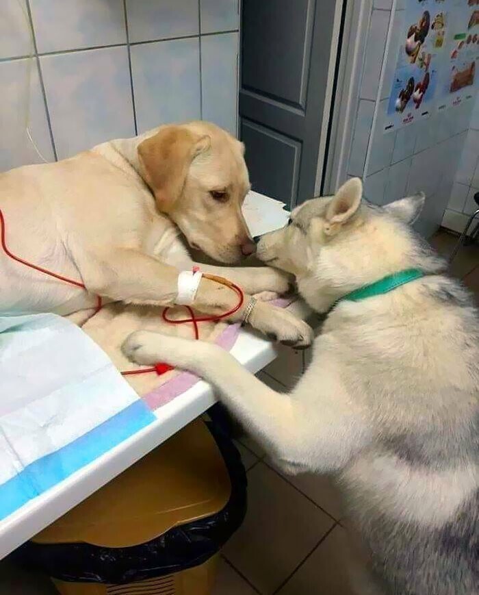 В ветклинике есть собака, которая успокаивает всех "пациентов"