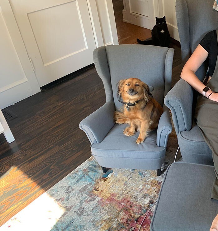 Собаке купили новое кресло. Кот не в восторге