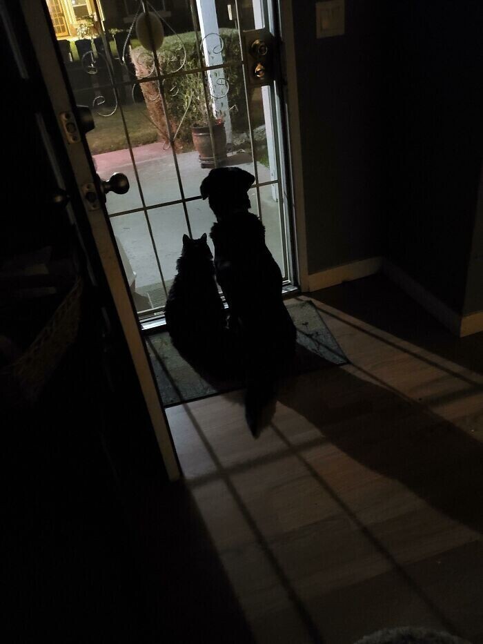 "Всегда, когда мой сын пишет, что скоро будет дома, я открываю одну дверь. Наши собака и кошка садятся, и ждут его"