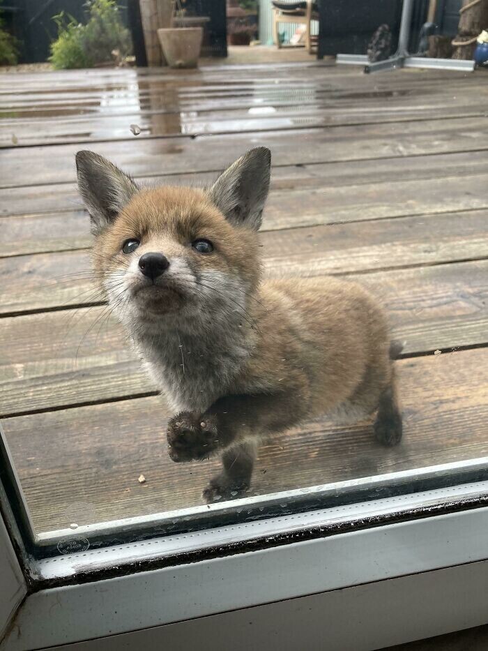 "Эта маленькая лисичка приходит в наш двор каждый день"
