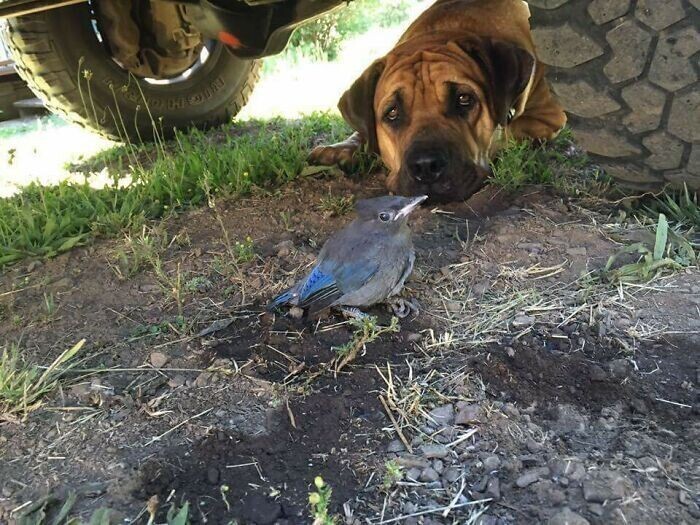 "Наш пес охранял эту птицу с раненым крылом несколько дней, а потом она восстановилась и смогла взлететь"
