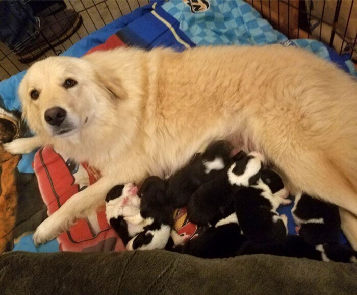 Кормящая собака позаботилась о щенках, которые лишились матери