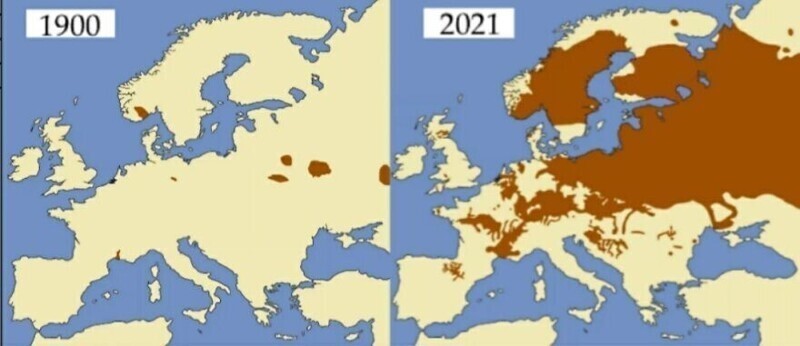 9. Распространение ареала обитания бобров в Европе