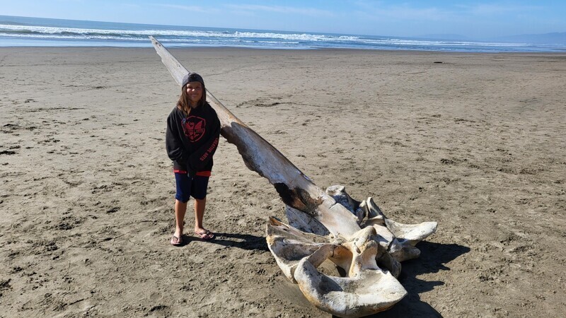 "Гуляли на пляже в Сан-Франциско, и нашли гигантский череп горбатого кита"