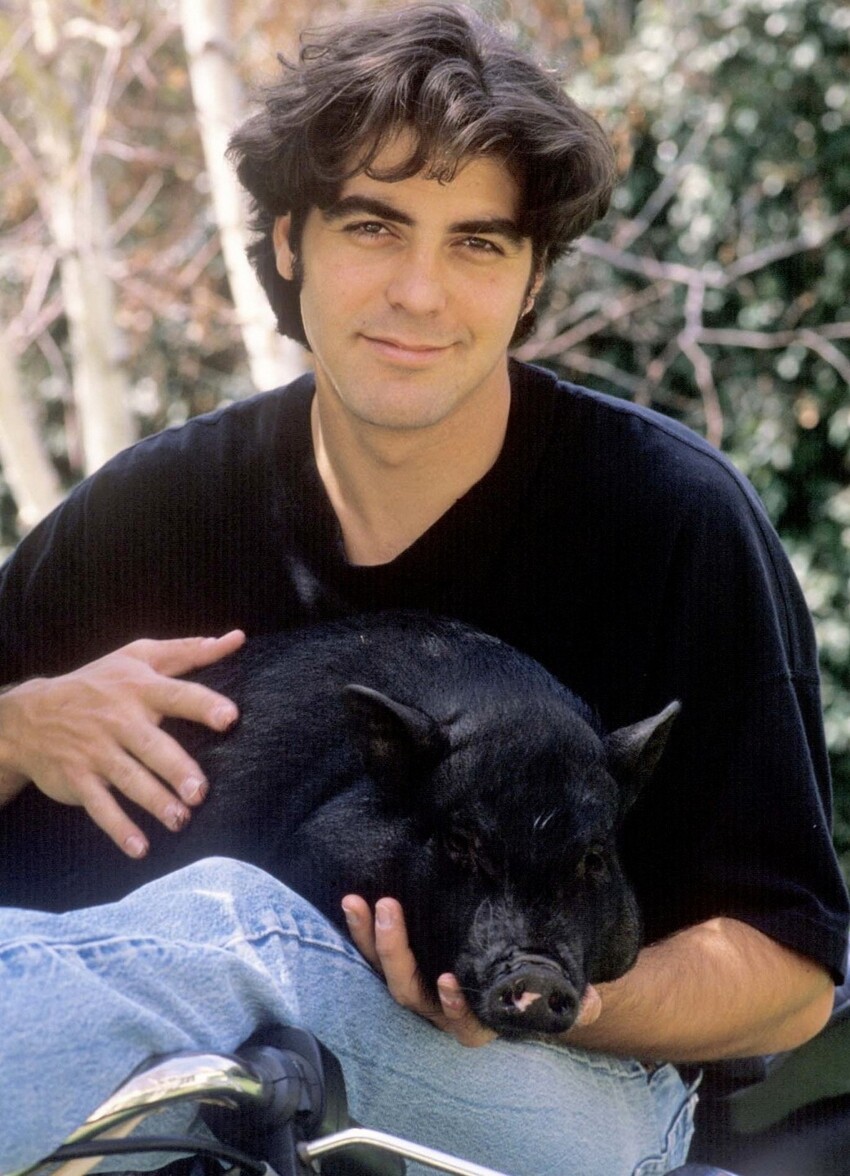 Джордж Клуни его свинка