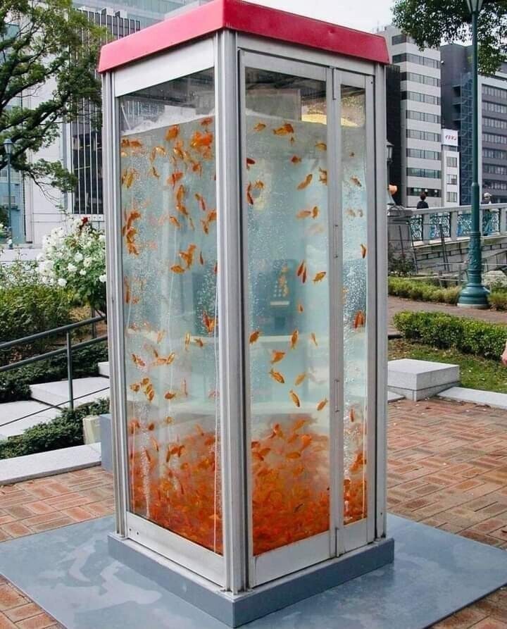 Старые телефонные будки превратились в гигантские аквариумы с золотыми рыбками, на улицах Осаки
