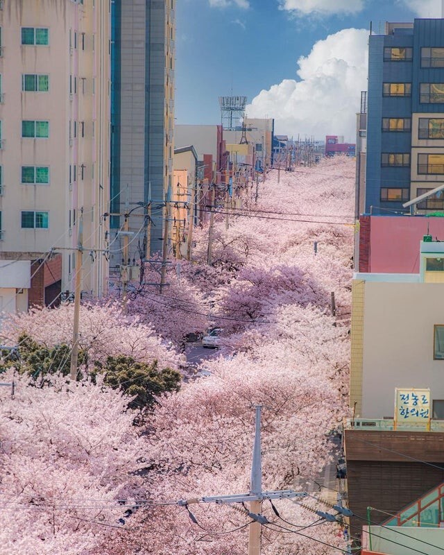 Розовое море, город Чеджу, Южная Корея