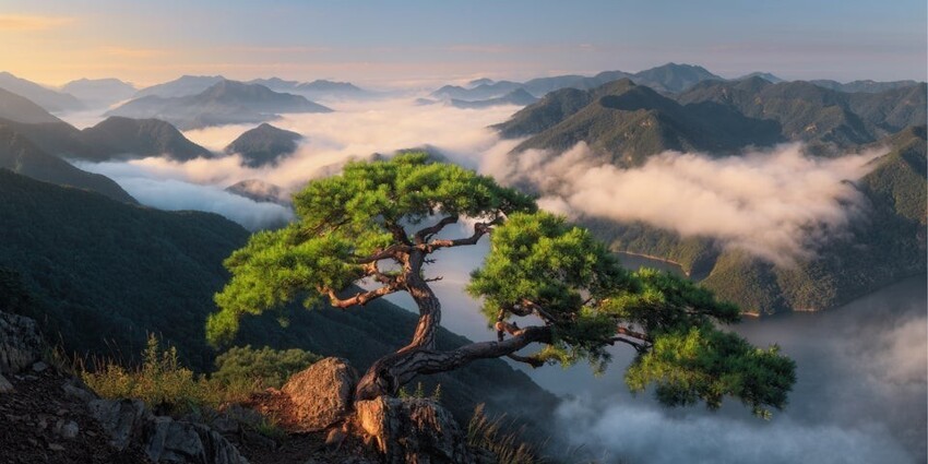 Это тысячелетнее дерево в Южной Корее пережило многочисленные тайфуны и оползни