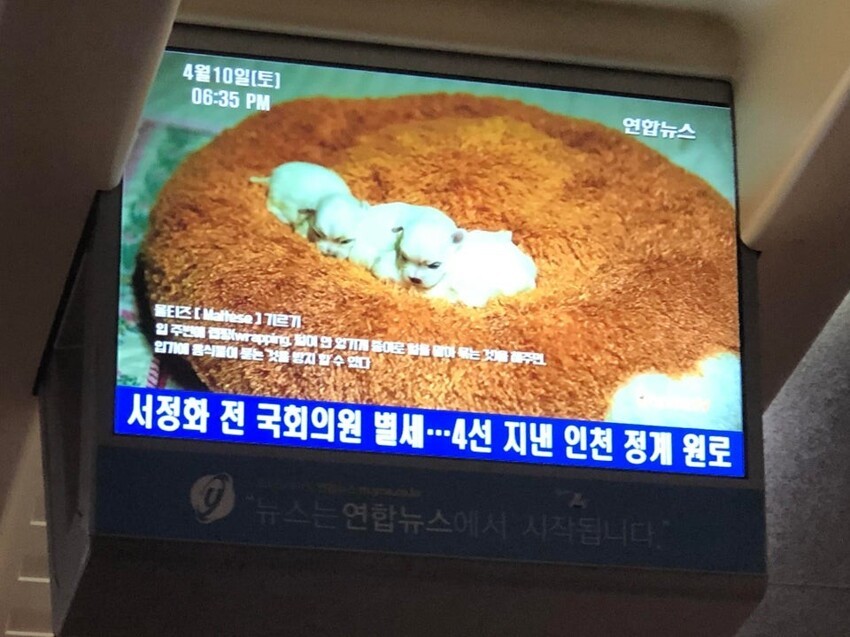 Корейские поезда воспроизводят "лечебные передачи"