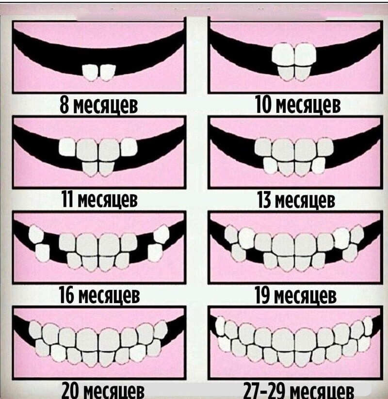 Как растут зубы
