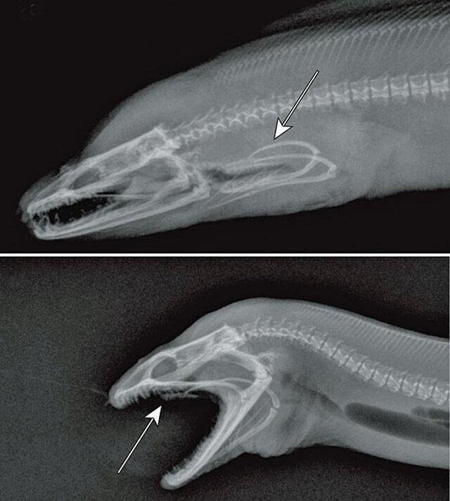 Рентгеновский снимок угря, на котором видно его глоточные челюсти