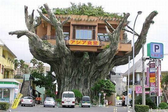 22. Ресторан на дереве (увы, снесён), Окинава