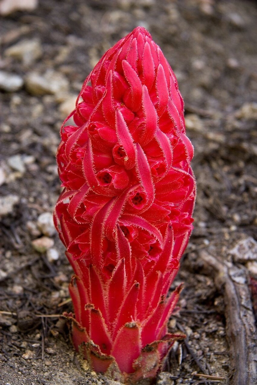 Sarcodes sanguinea - красное копье