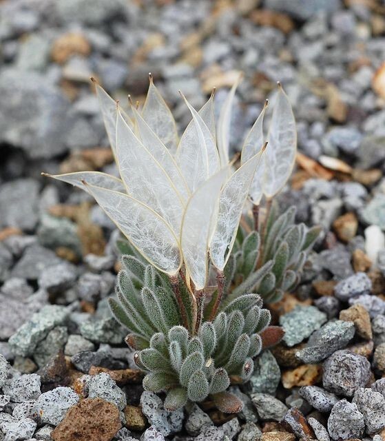 Daggerpod (Anelsonia eurycarpa) и ее прозрачные цветы
