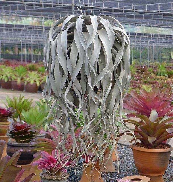 Tillandsia xerographica - растение волосы