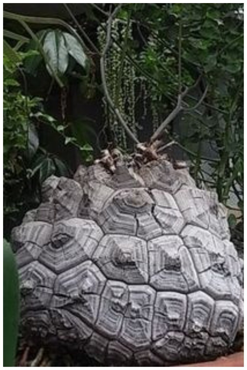 Roraima Nursery - растение черепаха