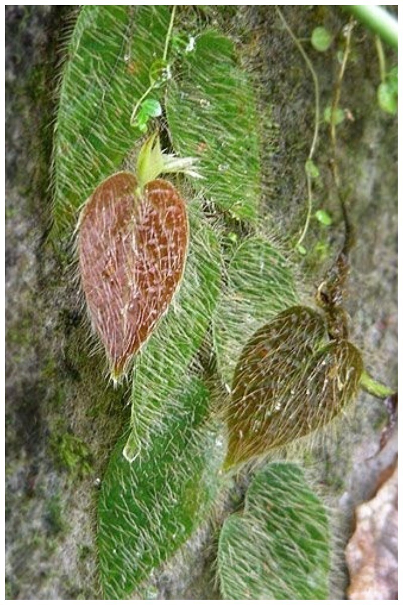 Ficus villosa - волосатое растение