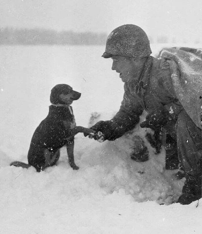 23. Американский солдат пожимает лапу собаке в Люксембурге во время битвы при Арденнах, 1944 год