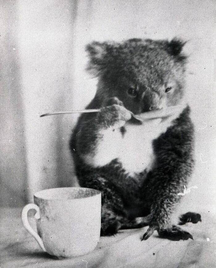 34. Коала пьет из ложечки, Австралия, 1900 год