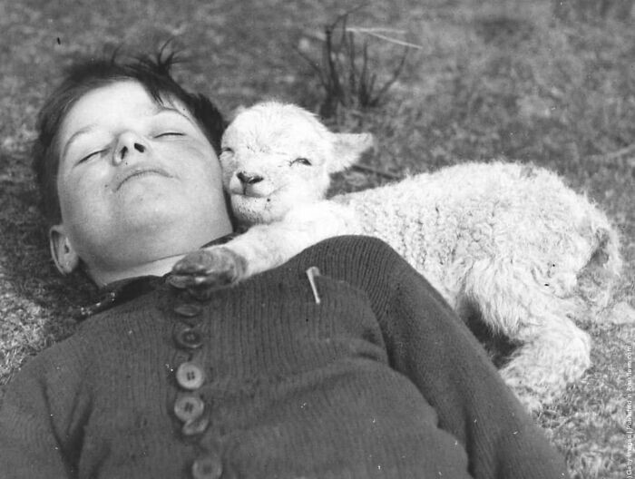 9. Новорожденный ягненок обнимается с мальчиком, 1940 год