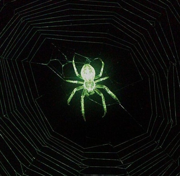 Из-за вспышки паук выглядит слегка радиоактивным