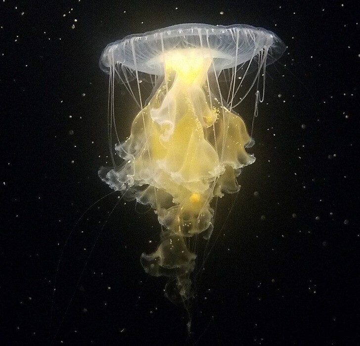 Кажется, что эта медуза где-то в космосе