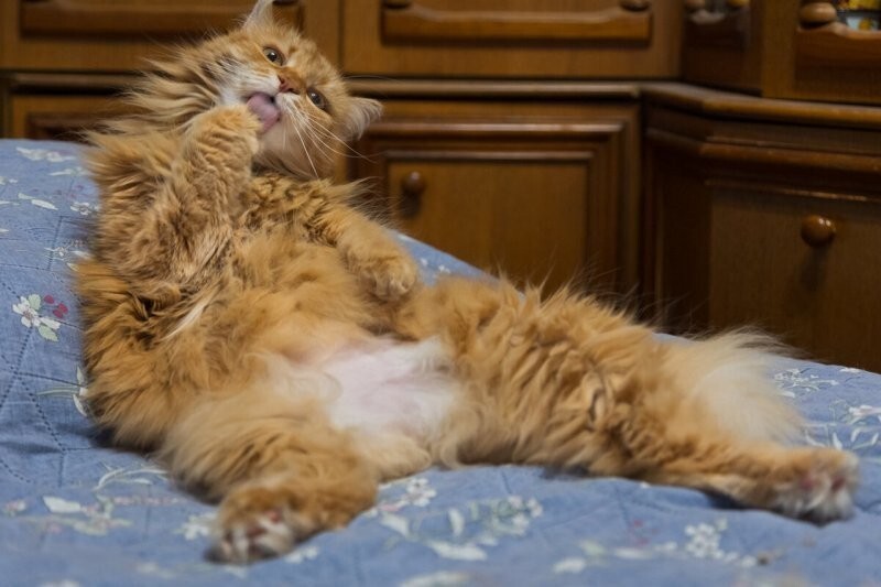 40 картинок из жизни, поясняющих, за что мы так любим котов