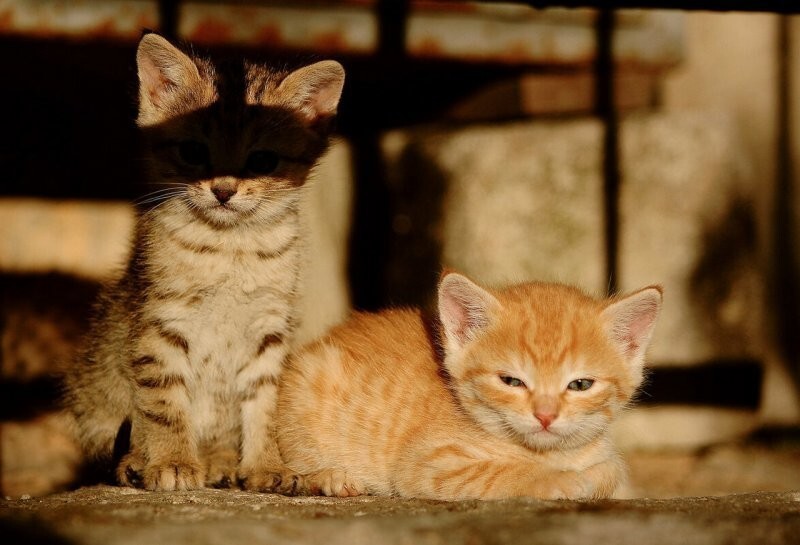 40 картинок из жизни, поясняющих, за что мы так любим котов