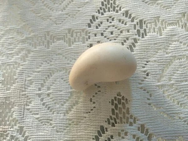 9. "Моя курица снесла странное яйцо"