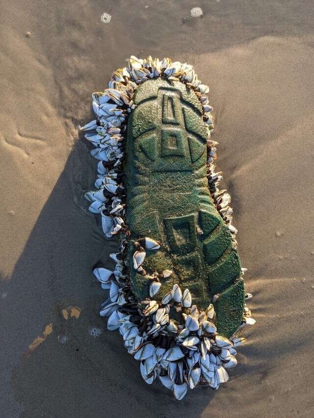 Море выбросило на пляж покрытый ракушками ботинок