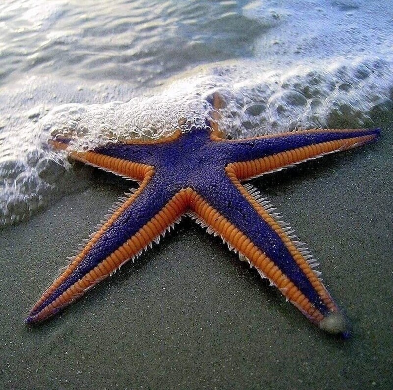 Огромная морская звезда