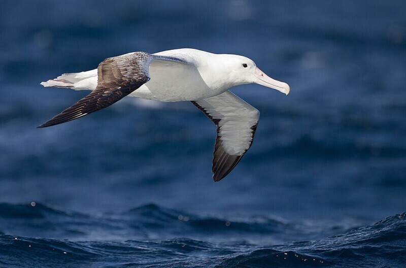 Альбатрос может часами парить без единого взмаха крыльев, выбирая необходимый воздушный поток