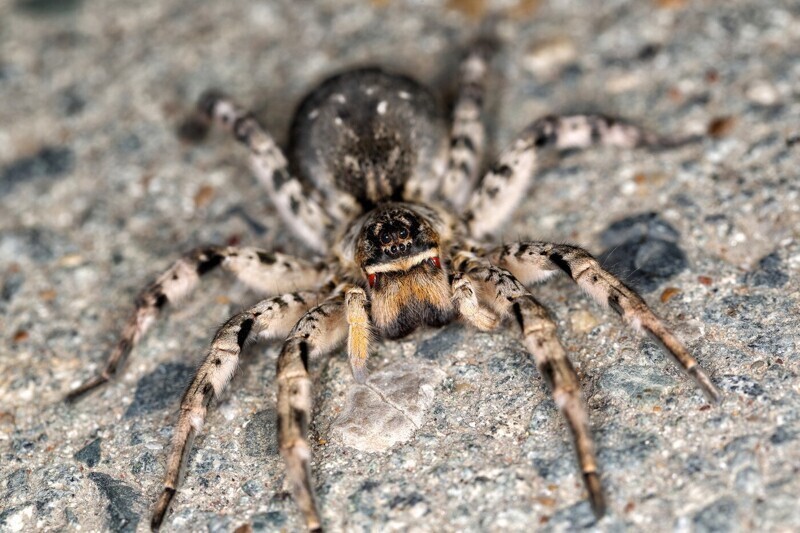 Самки тарантулов могут жить до 30-40 лет. Некоторые виды могут обходиться без пищи до 2 лет, пока у них есть вода