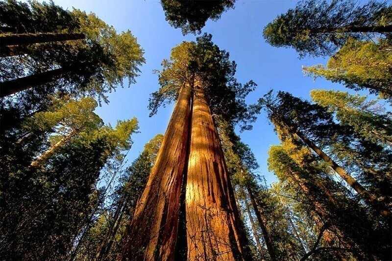 Максимальная высота, до которой может вырасти дерево, составляет 130 метров. Этот предел существует, потому что деревья не смогут тянуть воду выше к своим веткам
