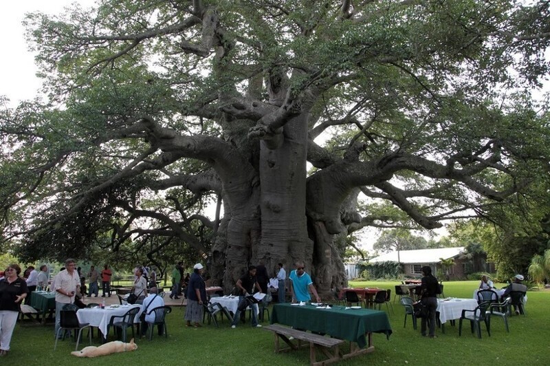 Самому старому из когда-либо зарегистрированных деревьев баобаба 6000 лет. Баобаб Санлэнд (Лимпопо, ЮАР), он старше пирамид Гизы