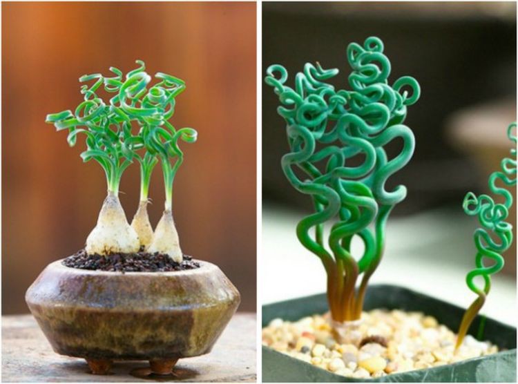 13 необычных растений, которые могут расти у вас дома