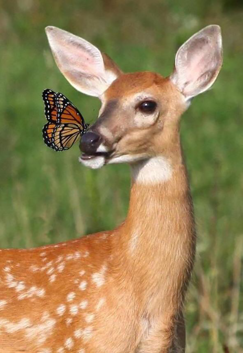 Позитивные фотографии животных с бабочками