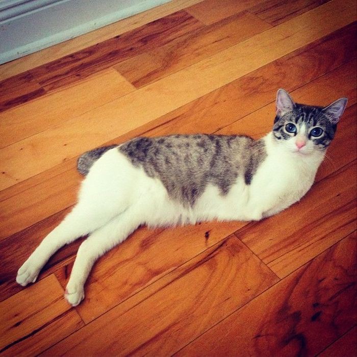 Необычная кошка - звезда Instagram