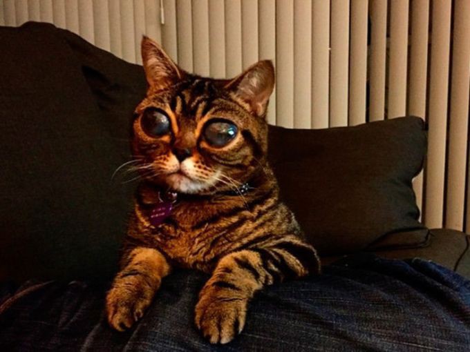 Британская кошка-инопланетянка
