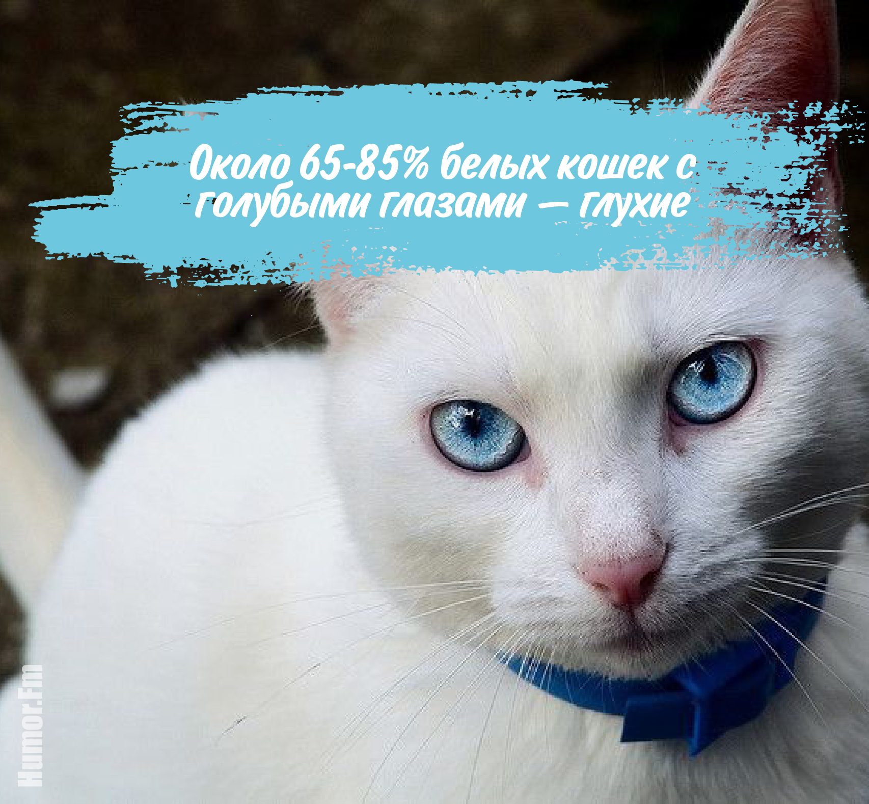 Про голубоглазую. Интересные факты о глазах. Белые голубоглазые кошки глухие. Факты о людях с голубыми глазами. Факты о голубых глазах.