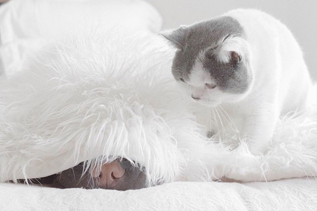 Потрясающе фотогеничный шарпей и его друг котик