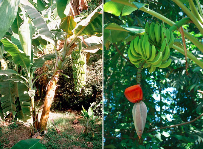 Как растут экзотические фрукты и овощи