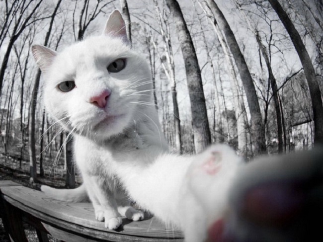 23 снимка, которые доказывают, что крутости котов нет предела.