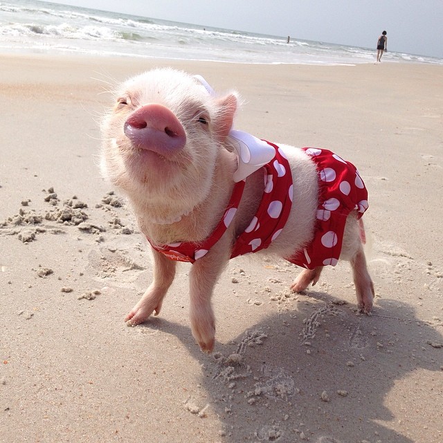 Знакомься, это Присцилла, самая милая мини-свинка в Интернете!