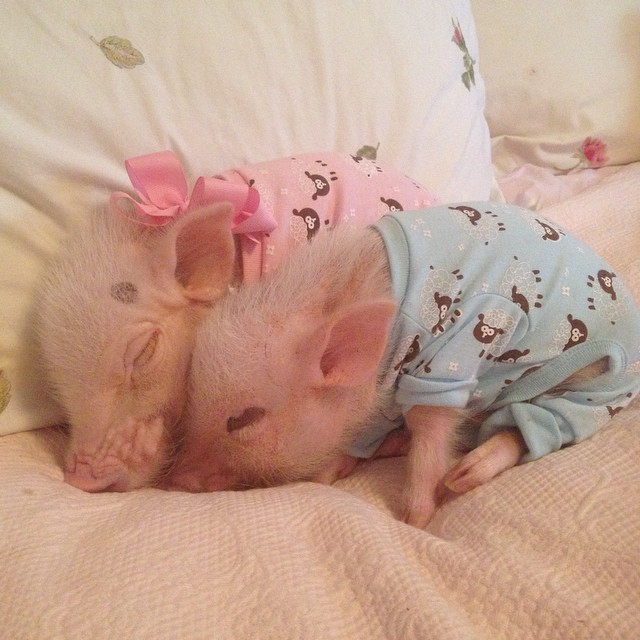Знакомься, это Присцилла, самая милая мини-свинка в Интернете!