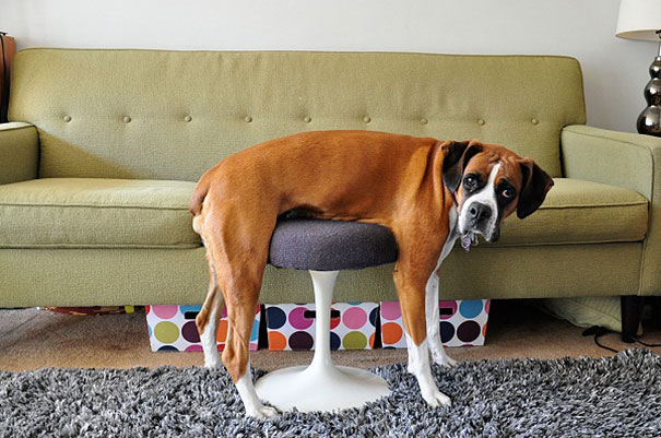25 невероятно смешных фото героической борьбы котов и собак с человеческой мебелью.