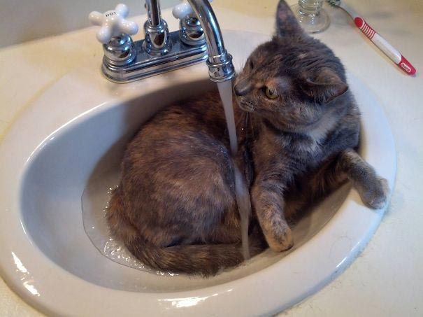 Сумасшедшие коты, которые без ума от воды